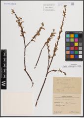 Foto von Salix eleagnos Scop.